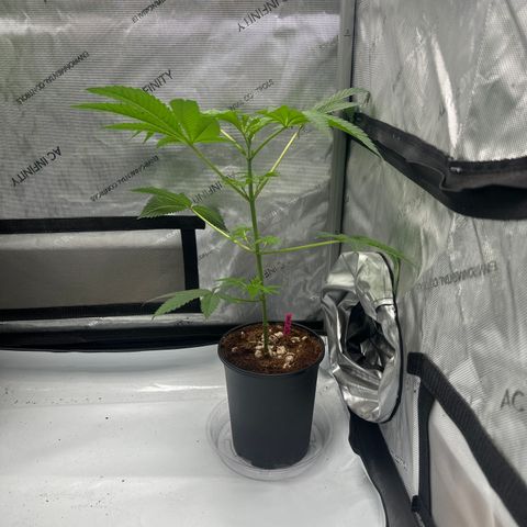 MC growlog timeline photo