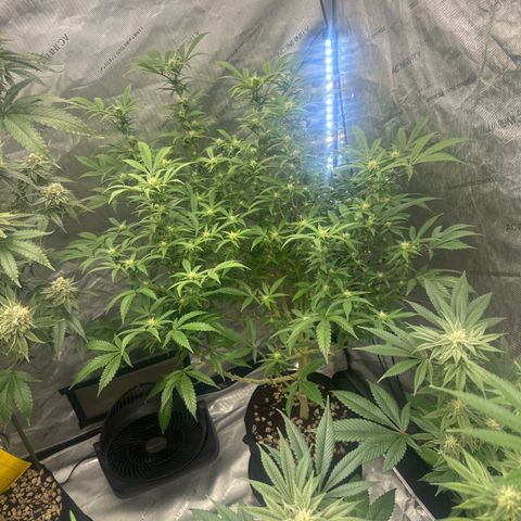 RMB3 growlog timeline photo