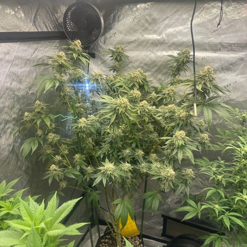ICC growlog timeline photo
