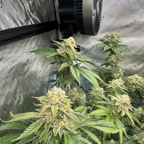 ICC growlog timeline photo