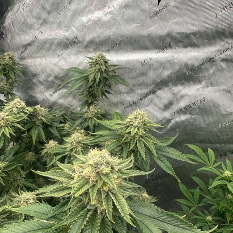 ICC growlog timeline photo