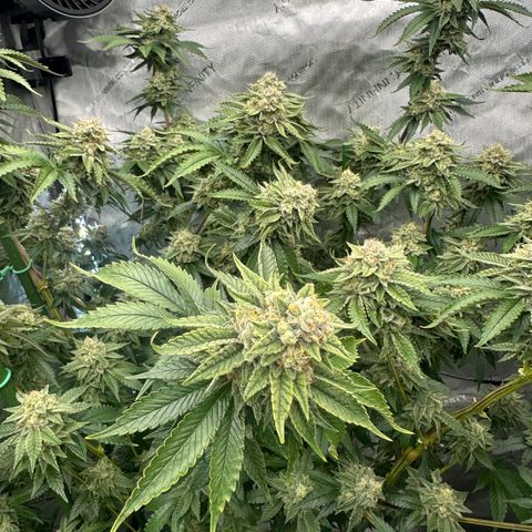 ICC growlog timeline photo