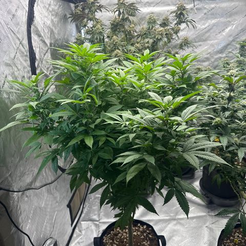 LW4 growlog timeline photo