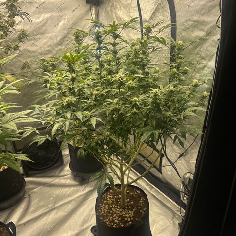 RMB3 growlog timeline photo