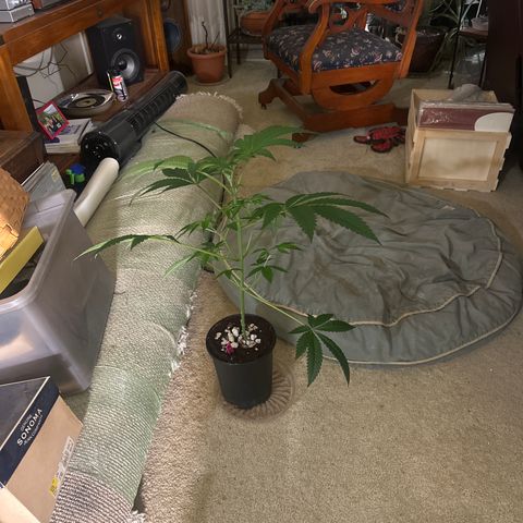 MC growlog timeline photo