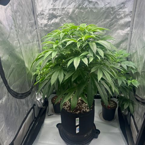UM growlog timeline photo