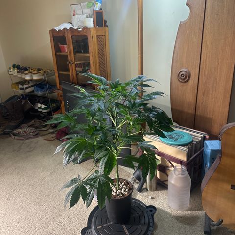 MM growlog timeline photo