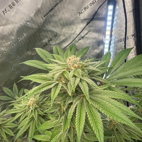 LSB growlog timeline photo