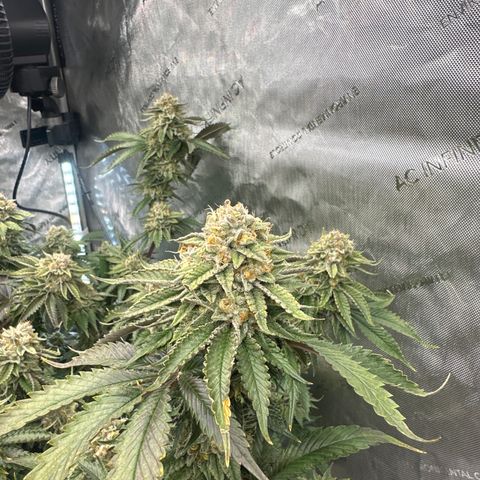 ICC growlog timeline photo