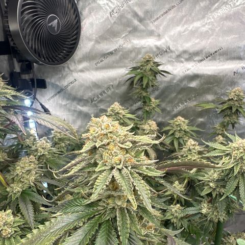 ICC growlog timeline photo