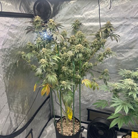 ICC growlog timeline photo