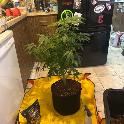 L13 growlog timeline photo