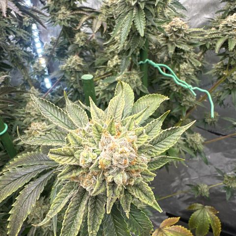 ICC growlog timeline photo