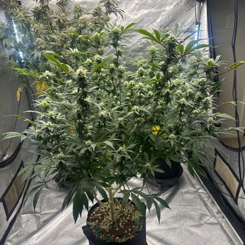 RMB3 growlog timeline photo