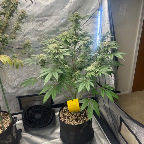 LSB growlog timeline photo