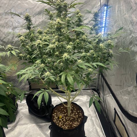 RMB3 growlog timeline photo