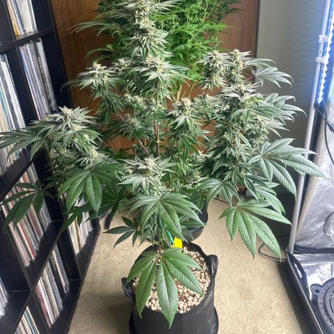LSB growlog timeline photo
