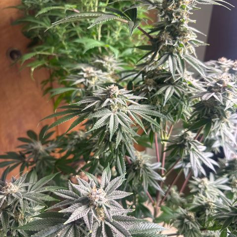 LSB growlog timeline photo