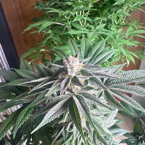 LSB growlog timeline photo