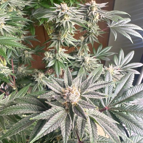 LSB growlog timeline photo