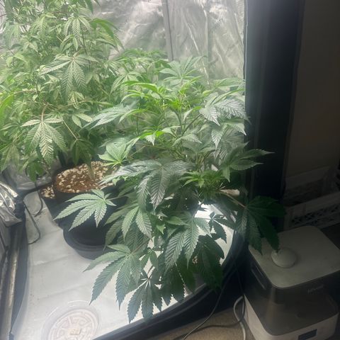 MM growlog timeline photo