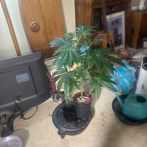 MC growlog timeline photo