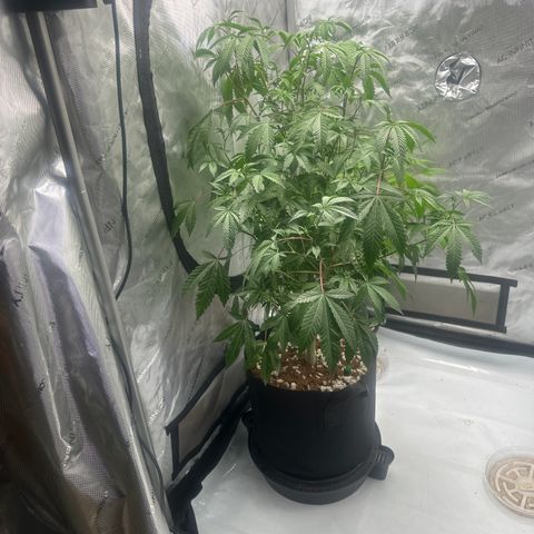 L13 growlog timeline photo