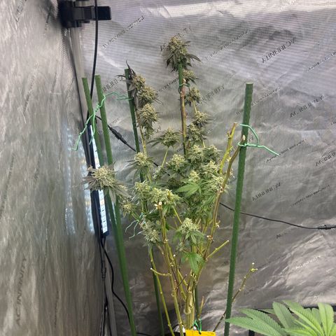 ICC growlog timeline photo