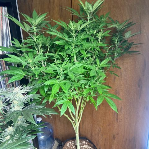 LW4 growlog timeline photo