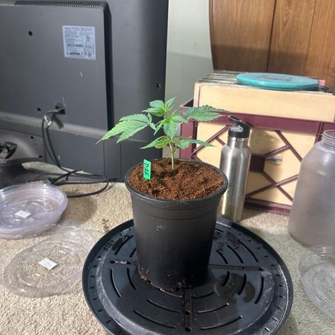 DAE growlog timeline photo