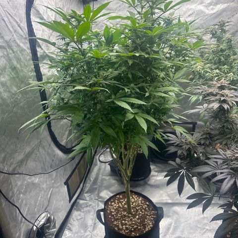 LW4 growlog timeline photo