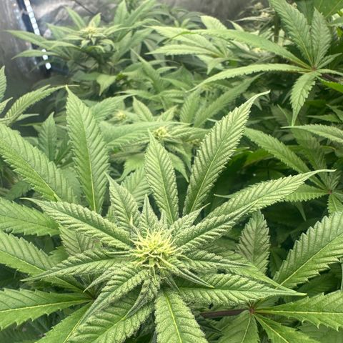 LW4 growlog timeline photo