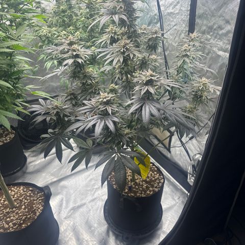 LSB growlog timeline photo