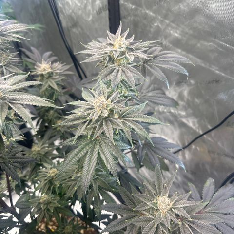 LSB growlog timeline photo