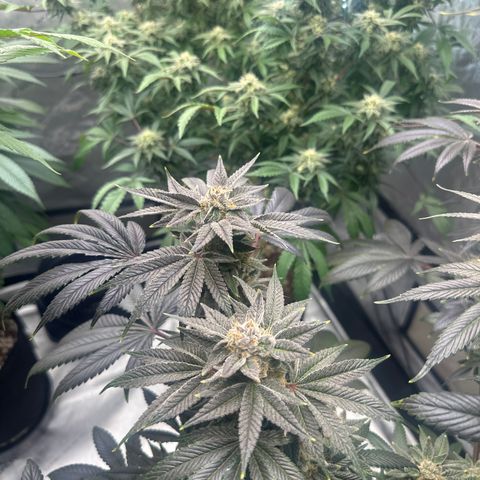 LSB growlog timeline photo