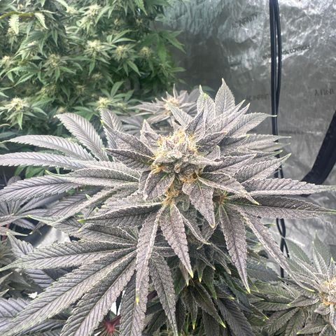 LSB growlog timeline photo