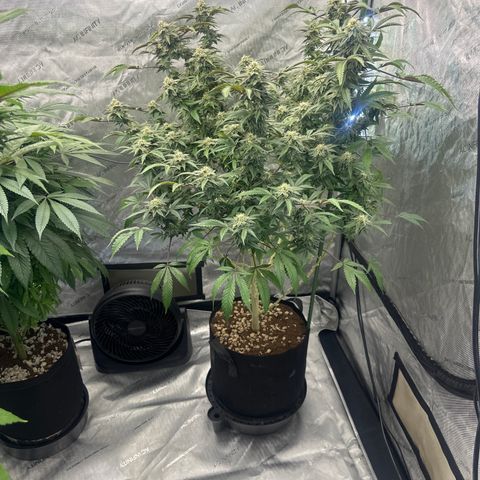 RMB3 growlog timeline photo