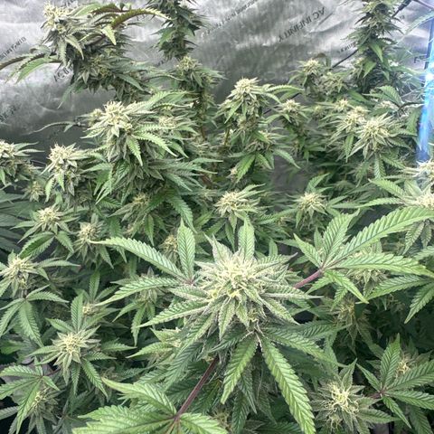 RMB3 growlog timeline photo