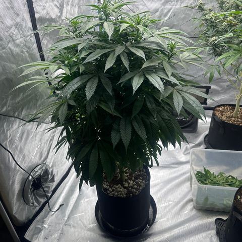 UM growlog timeline photo