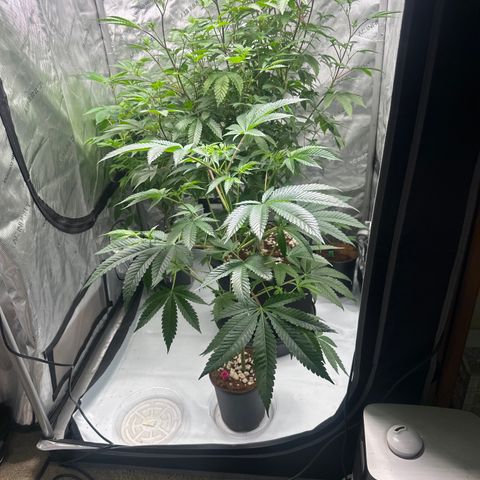 MC growlog timeline photo