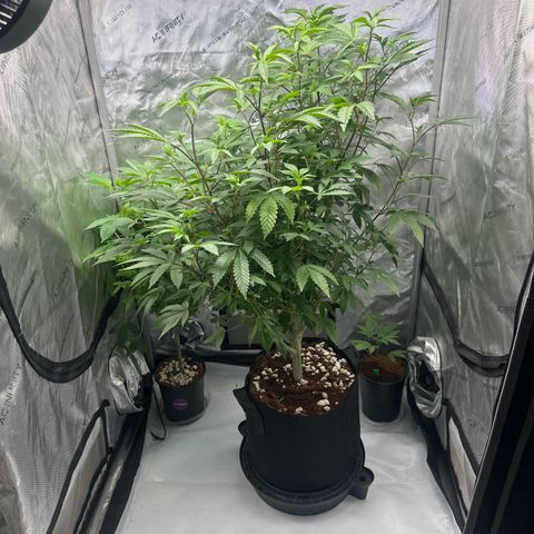 L13 growlog timeline photo