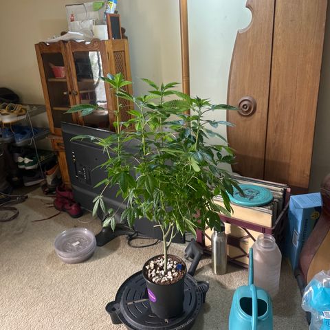 TJ3 growlog timeline photo