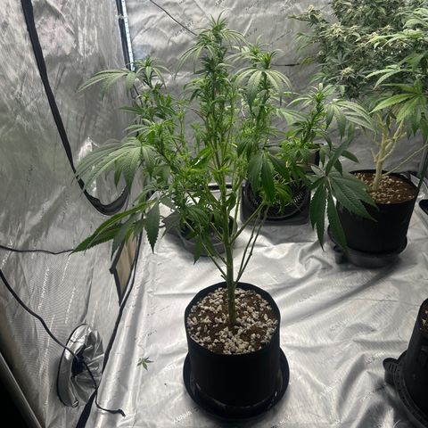 UM growlog timeline photo