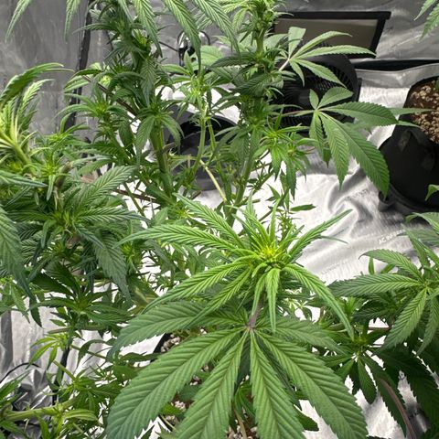 UM growlog timeline photo