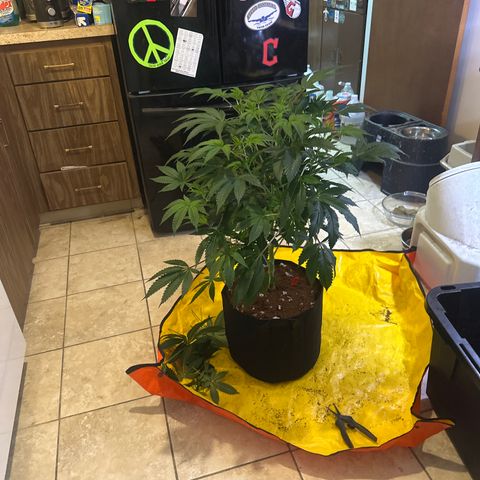MM growlog timeline photo