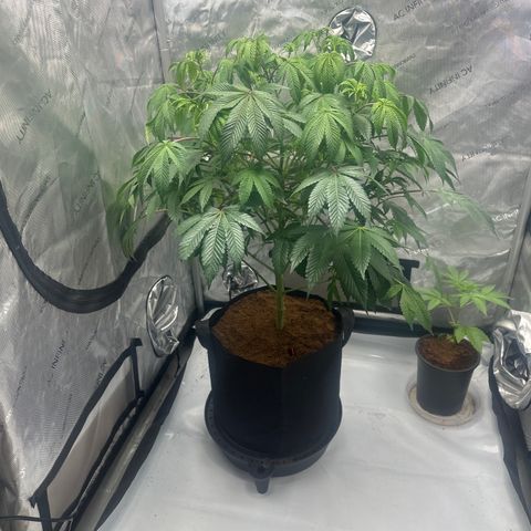 MM growlog timeline photo
