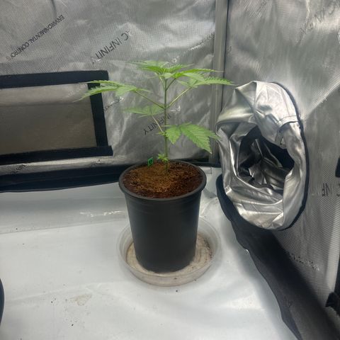 DAE growlog timeline photo