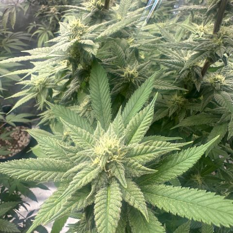 LW4 growlog timeline photo