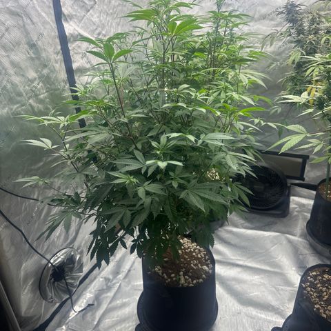 L13 growlog timeline photo