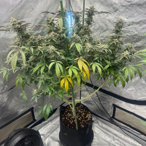 RMB3 growlog timeline photo